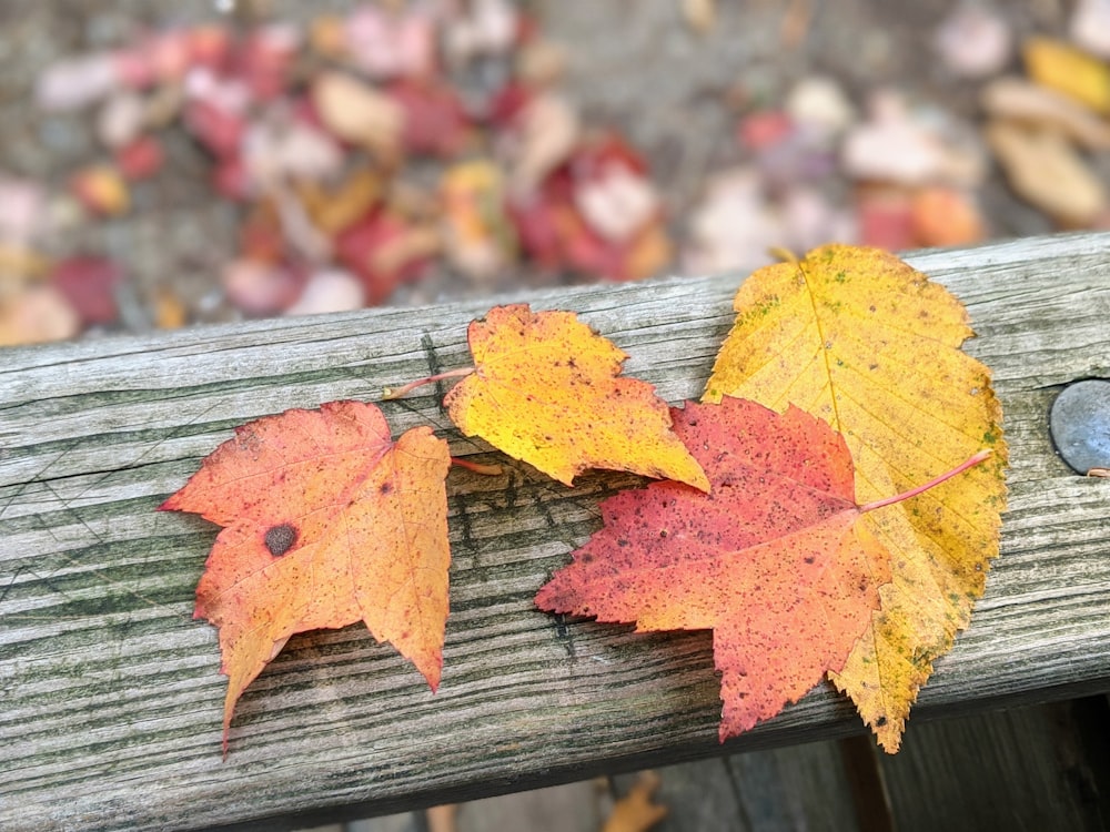 red and yellow maple leaf on gray wooden surface