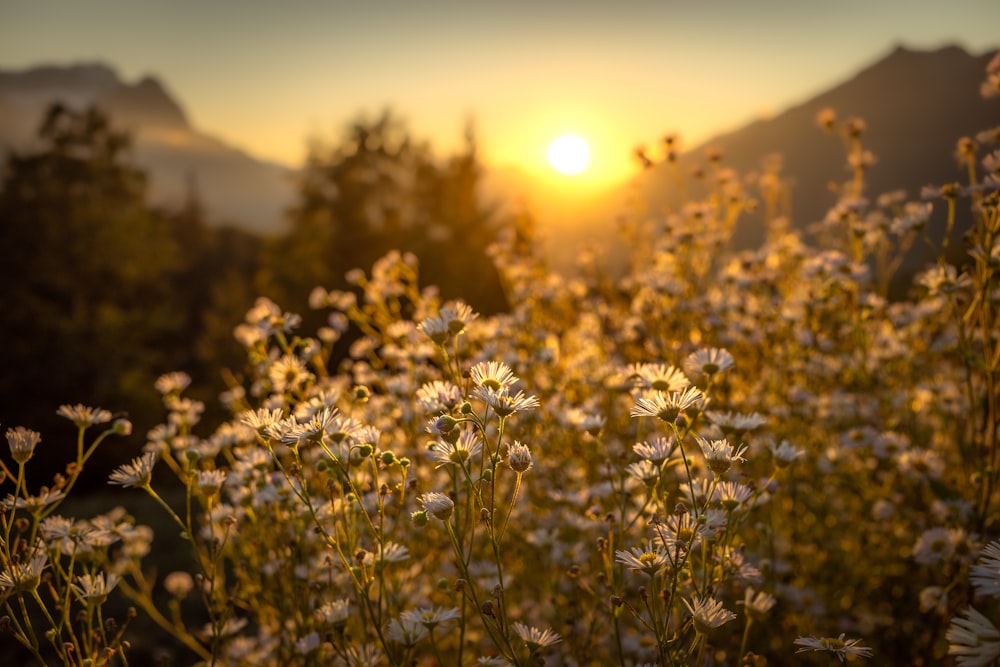 yellow flower field during sunset