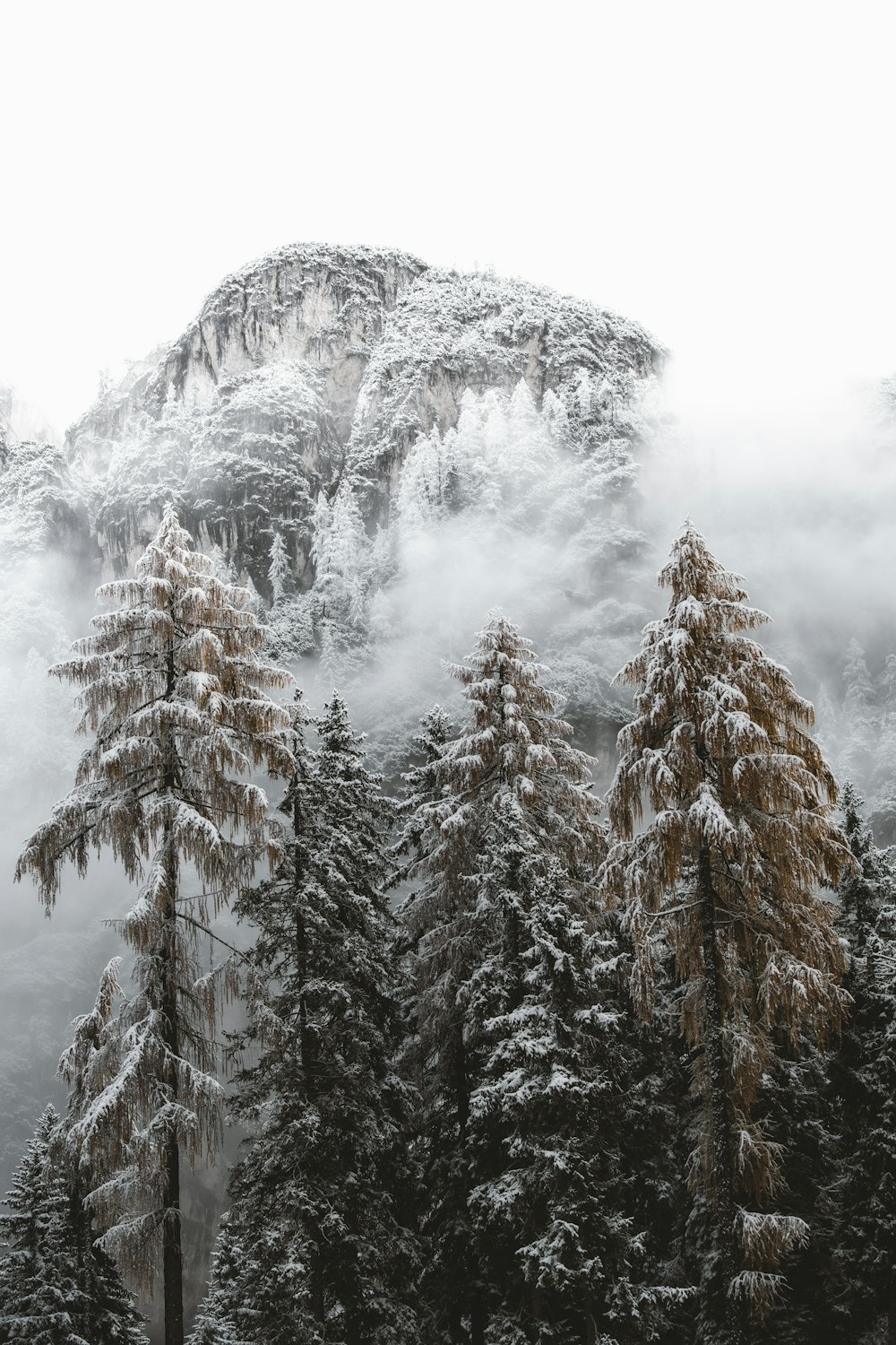 green pine trees covered with snow