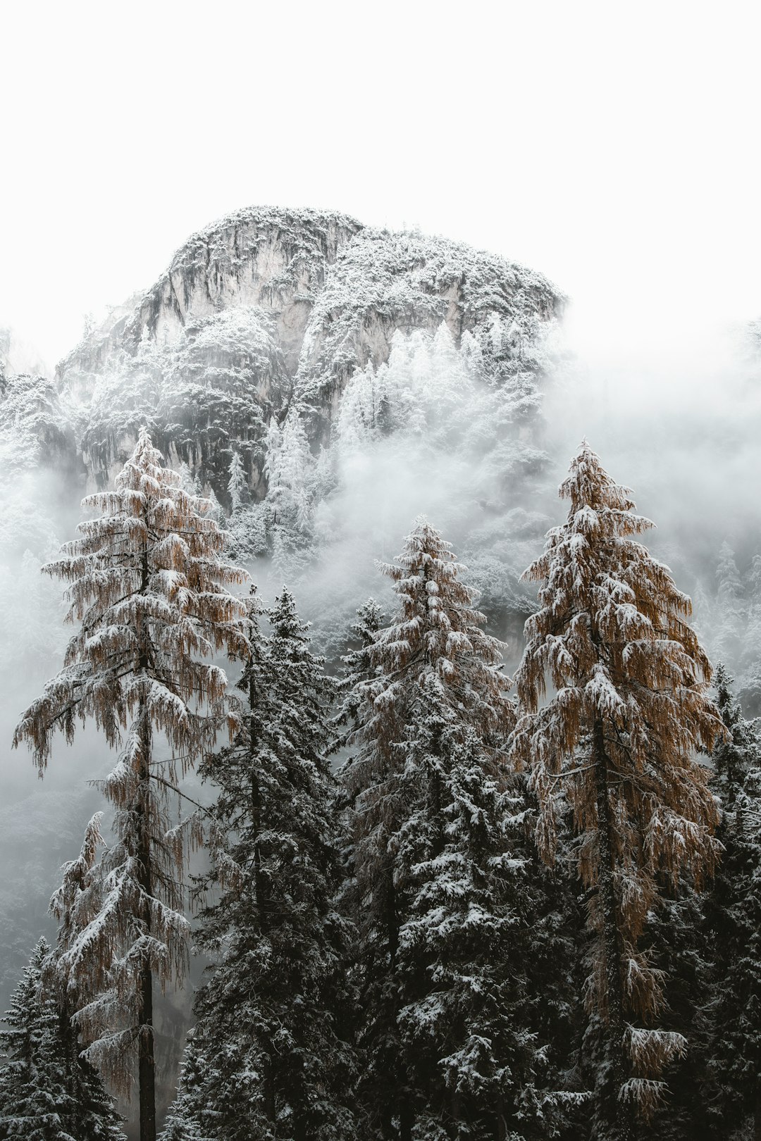 green pine trees covered with snow