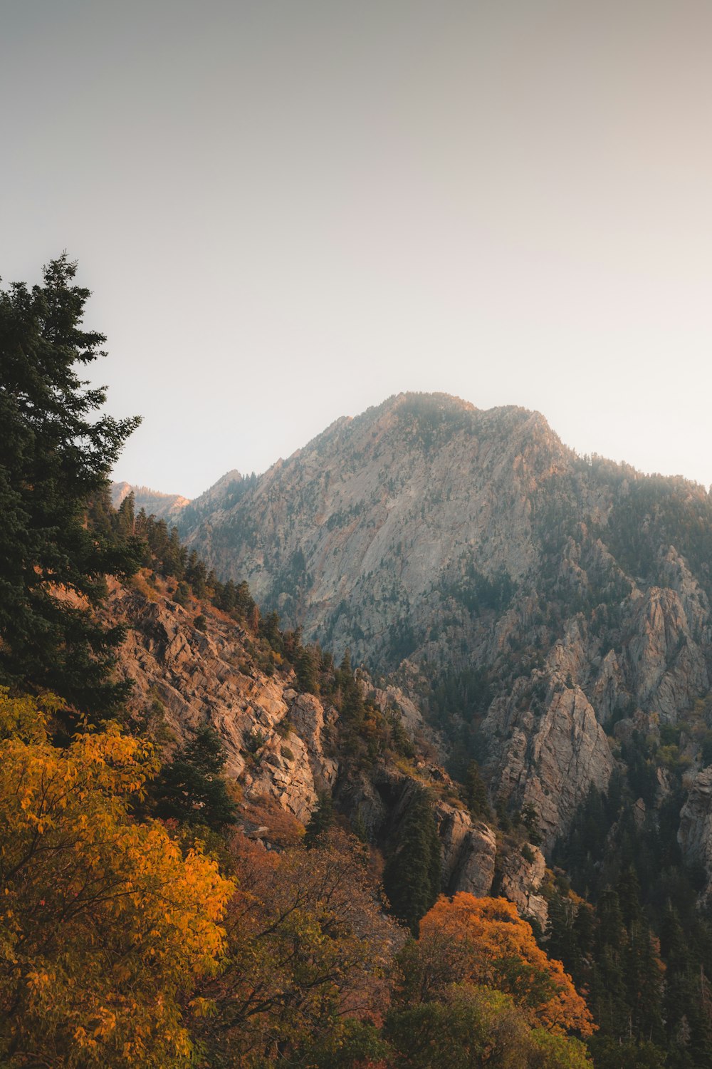 green trees on mountain during daytime