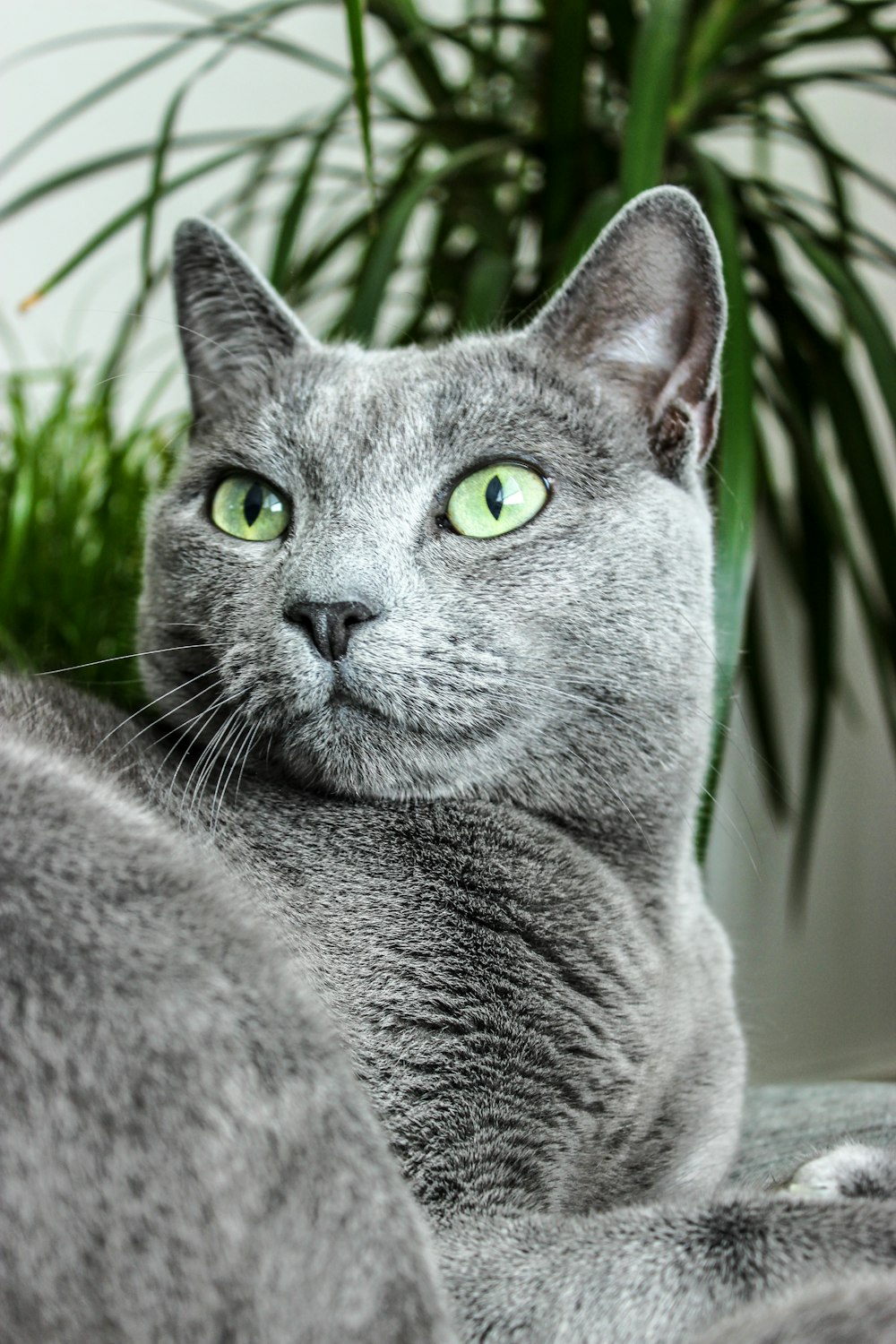 russian blue cat in close up photography