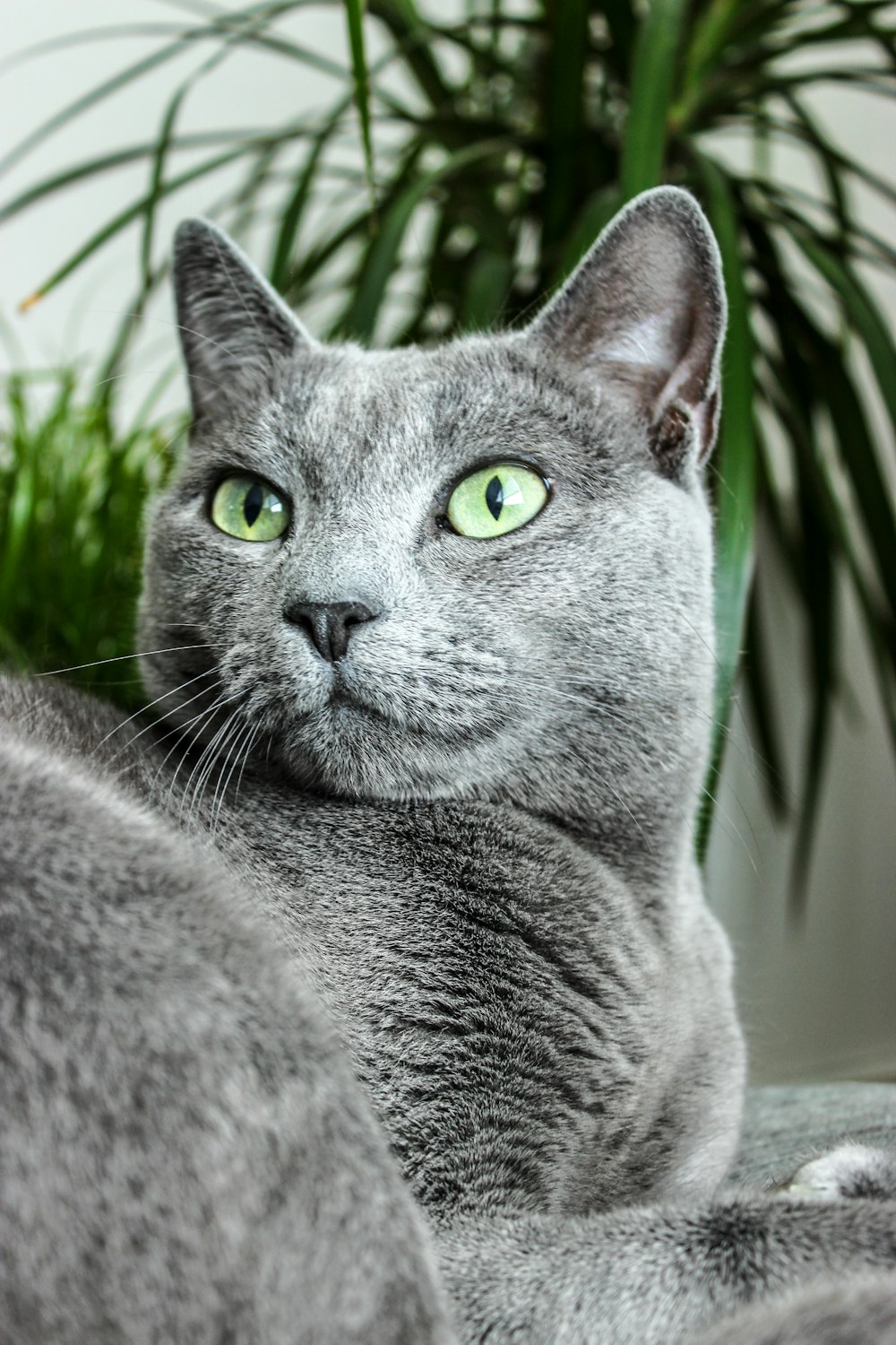 클로즈업 사진의 러시아 파란 고양이
