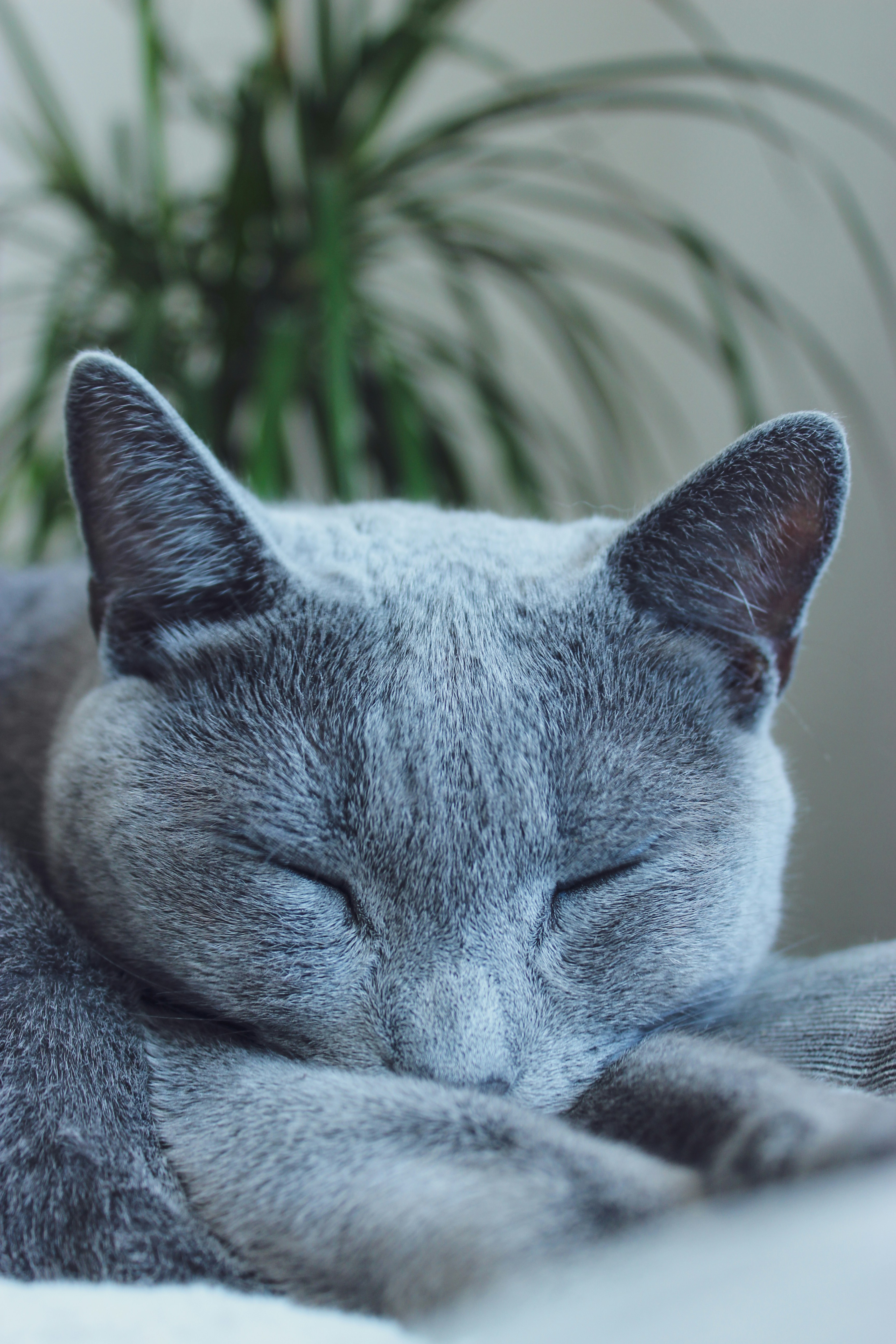 Russian Blue Cat Pictures Download Free Images On Unsplash