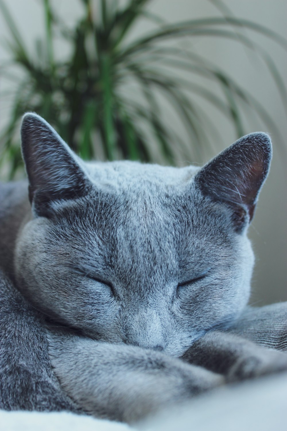 Russischblaue Katze liegt auf grauem Textil