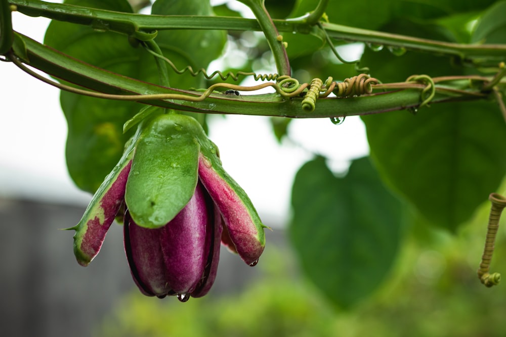 purple and green flower buds