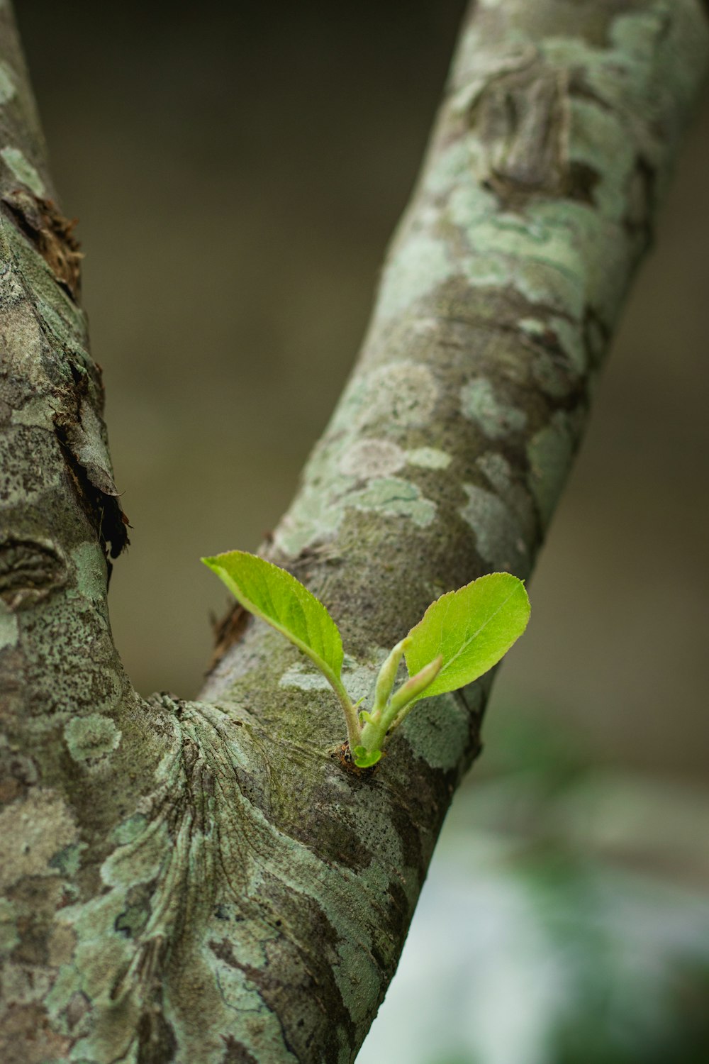 feuille verte sur tronc d’arbre brun