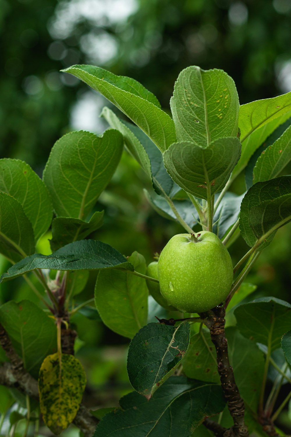 green apple fruit on brown tree branch