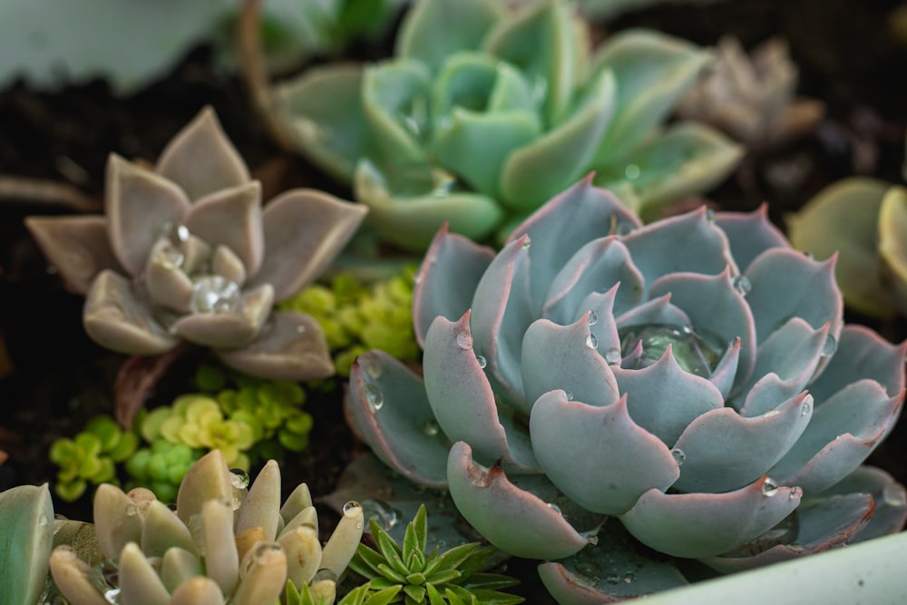 green and purple succulent plants