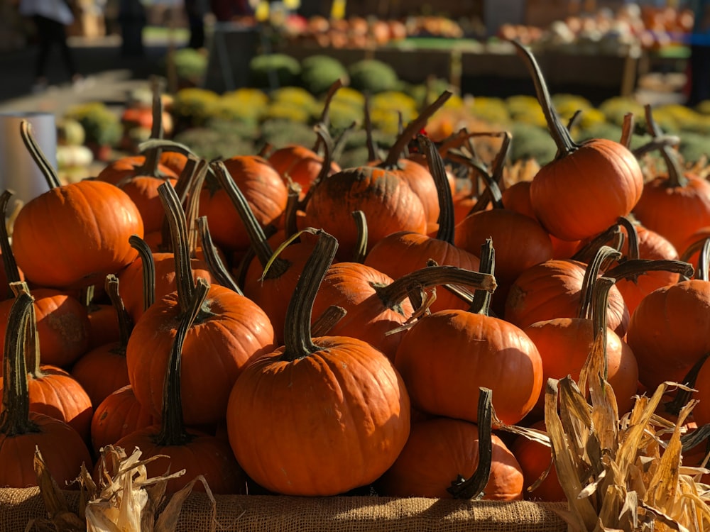 orange pumpkins on brown dried leaves