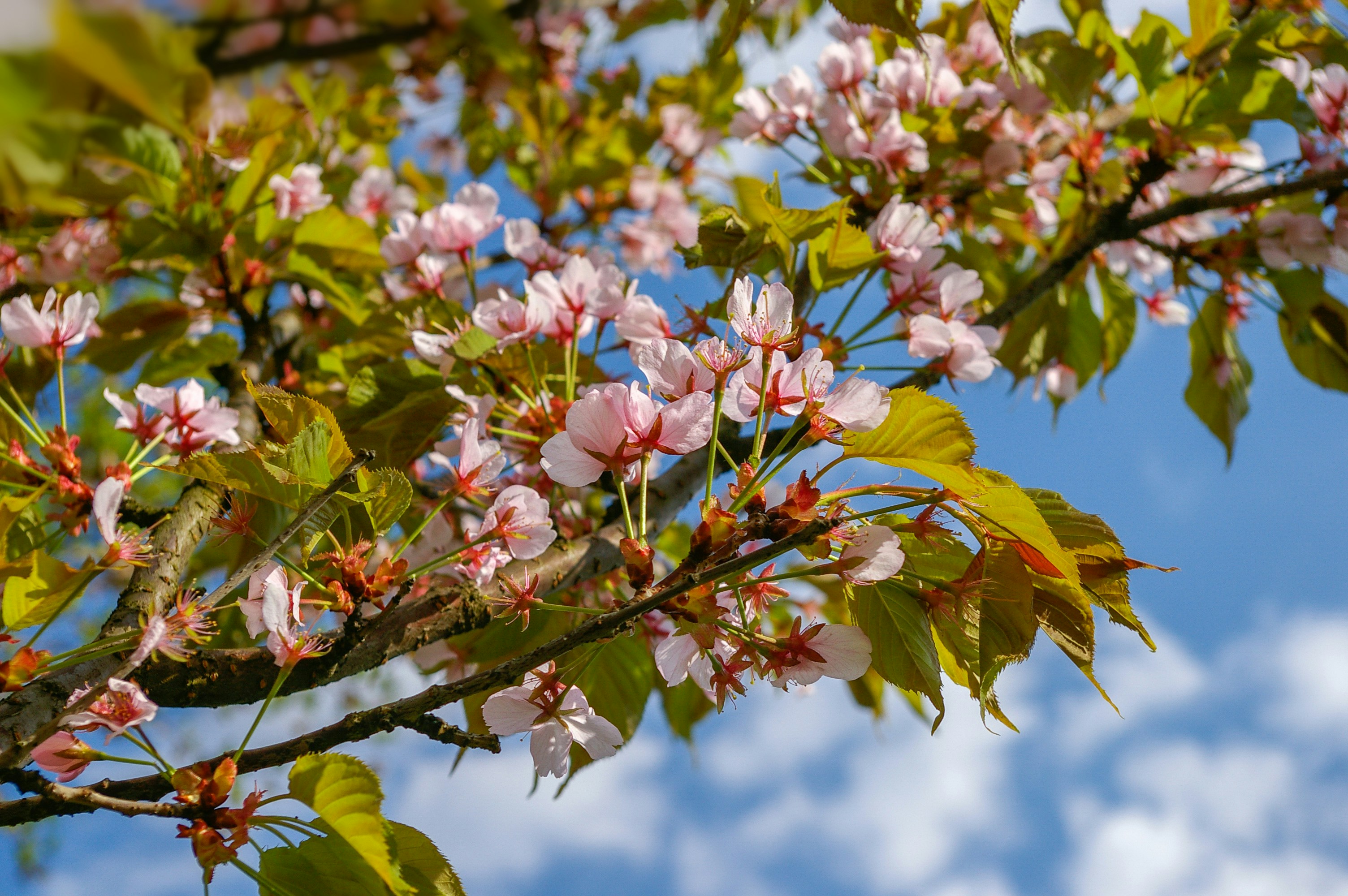 pink and green leaves during daytime