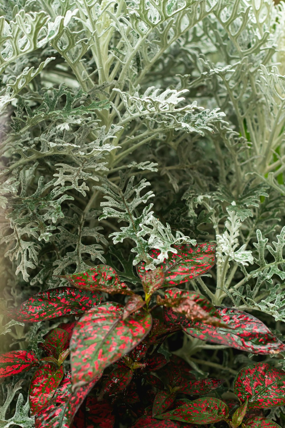 red and green plant during daytime