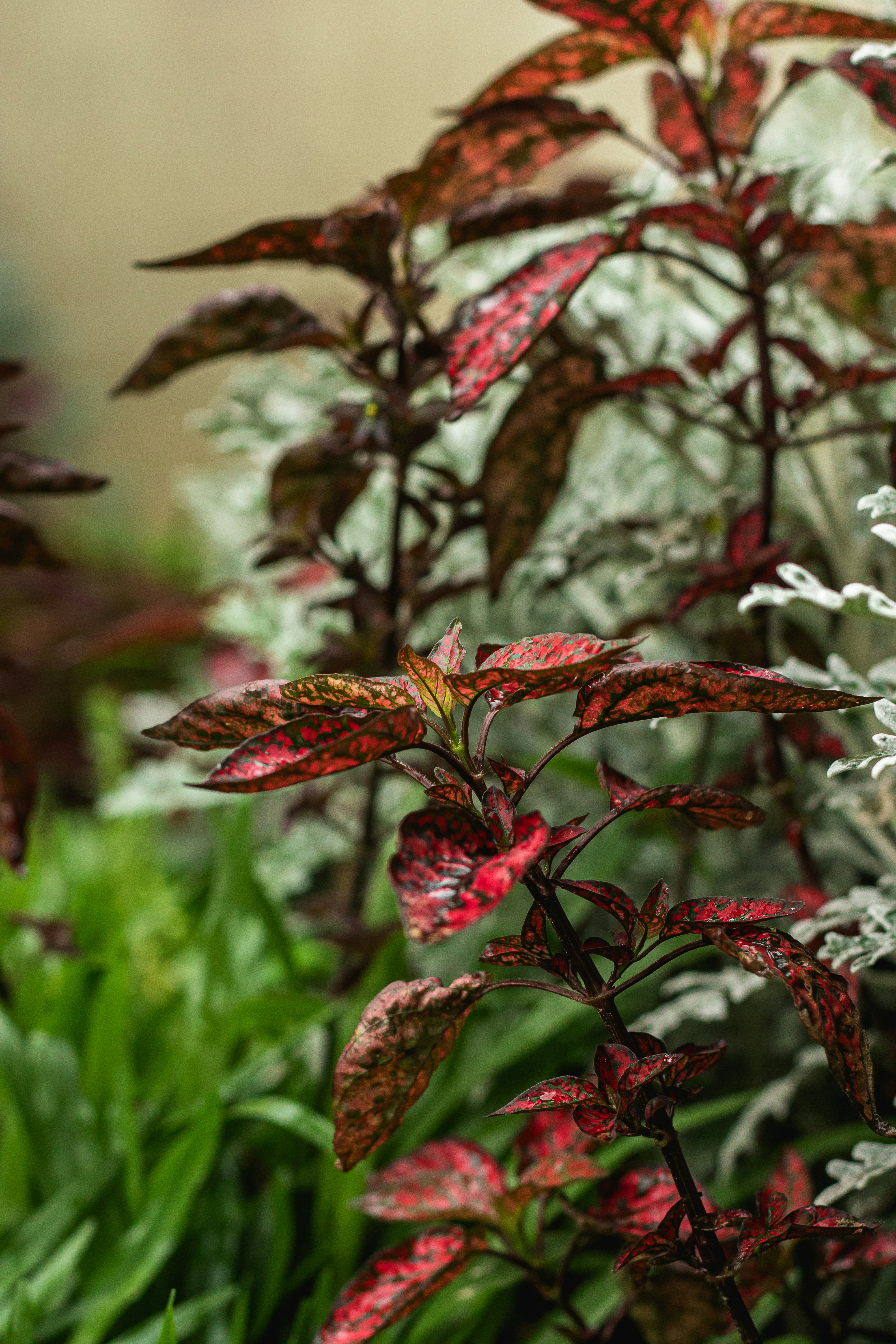 fleur rouge et blanche dans une lentille à bascule