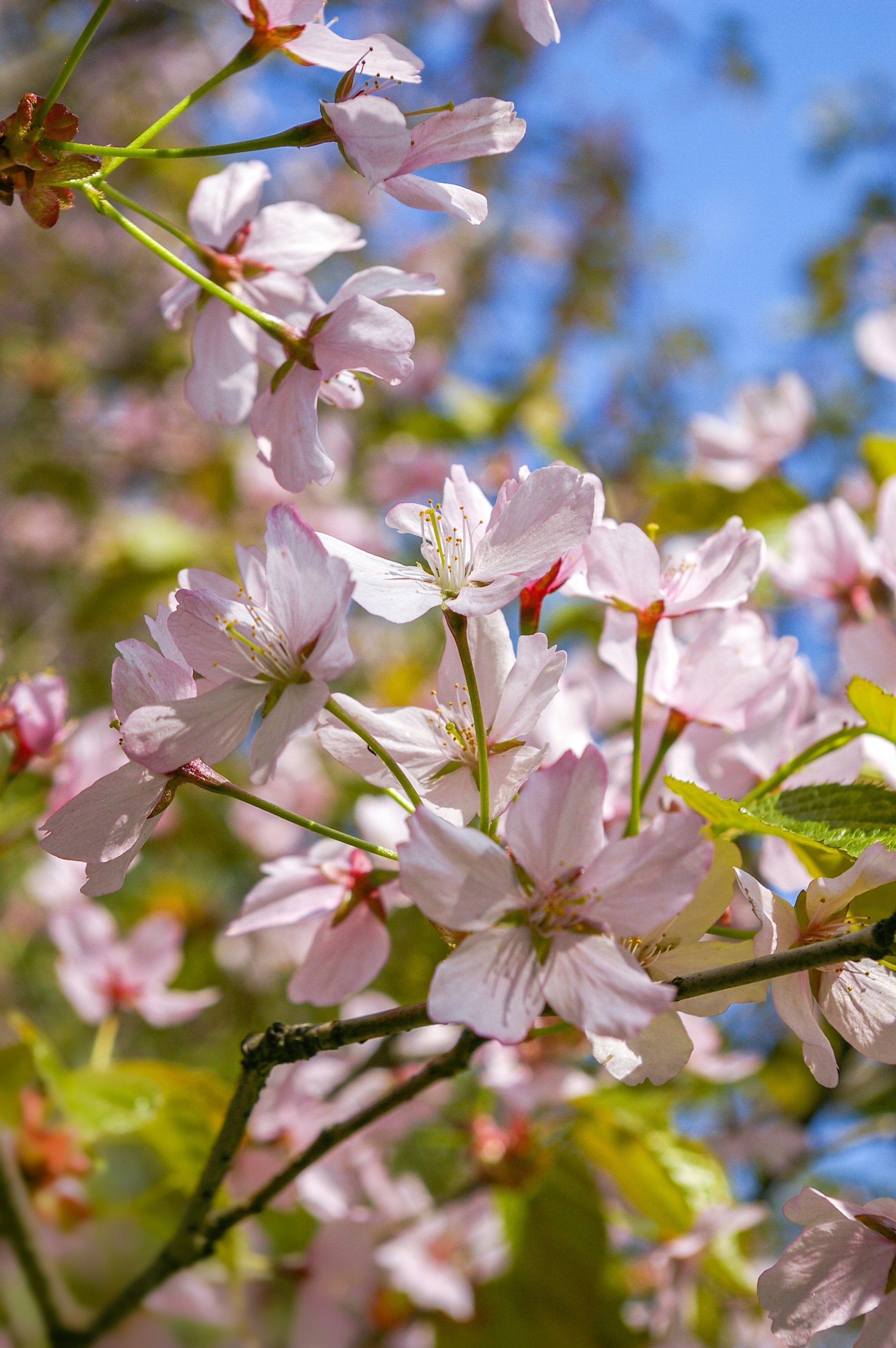white and pink cherry blossom in bloom during daytime
