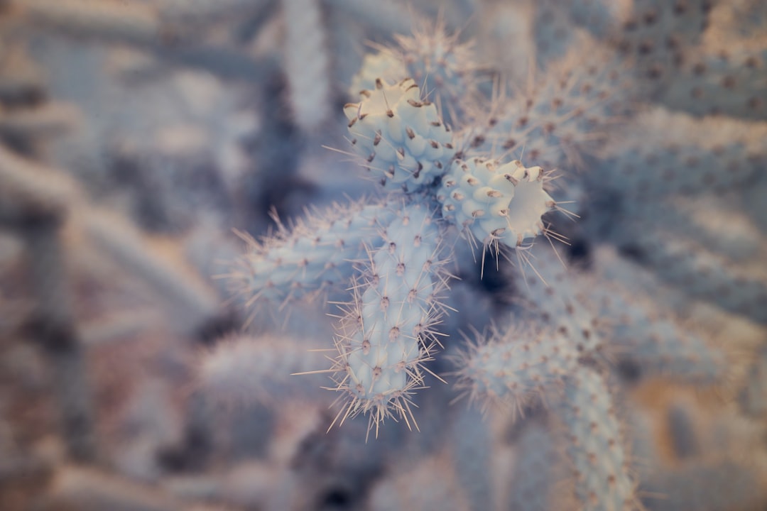 white flower in macro lens