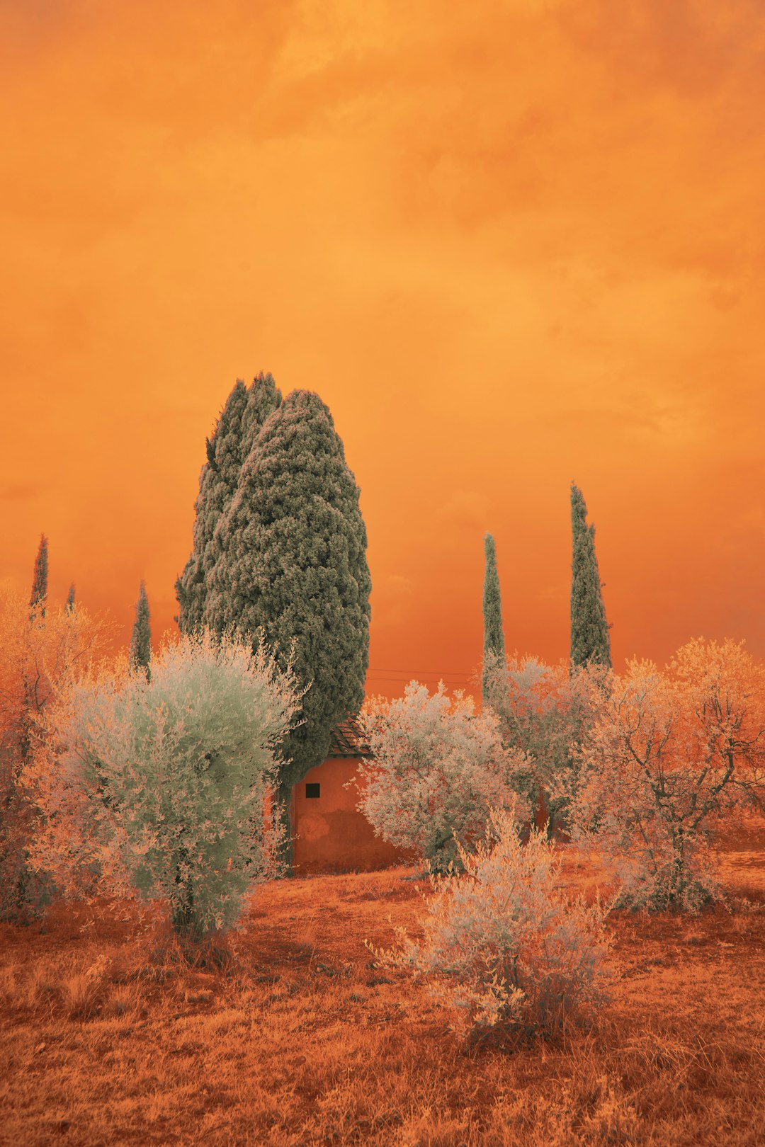 brown trees and red flowers under blue sky during daytime