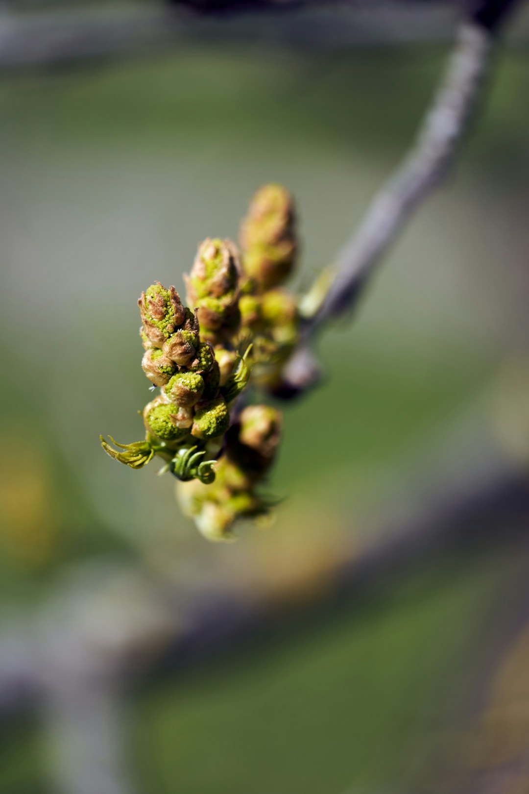 green flower bud in tilt shift lens