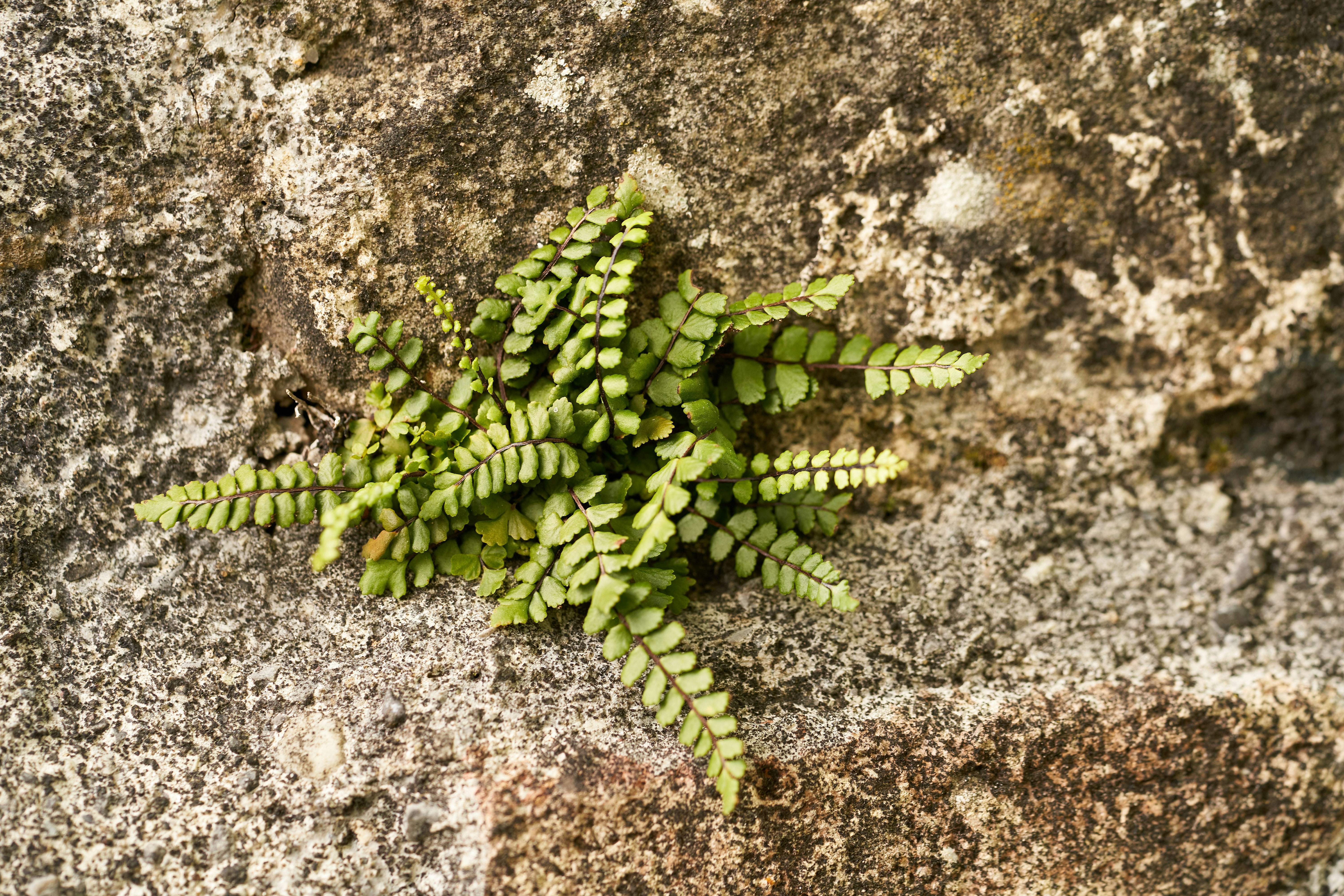 Photo by wolfgang_hasselmann