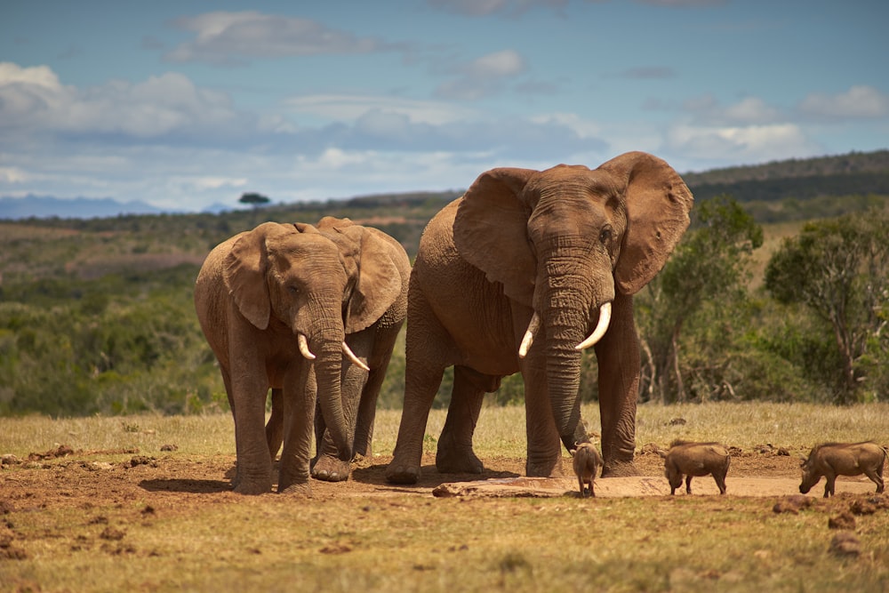 two brown elephants on brown field during daytime