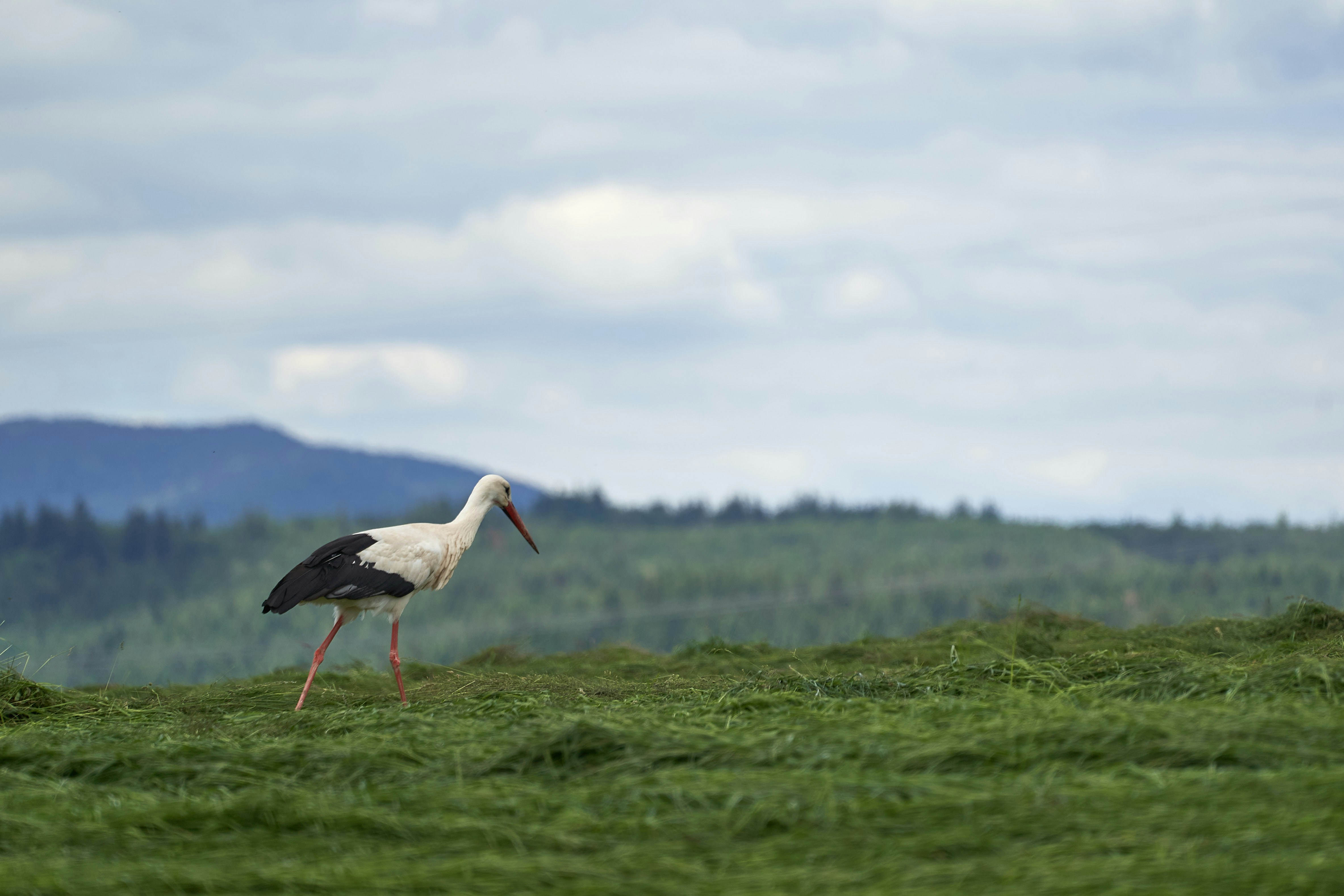 Photo by wolfgang_hasselmann