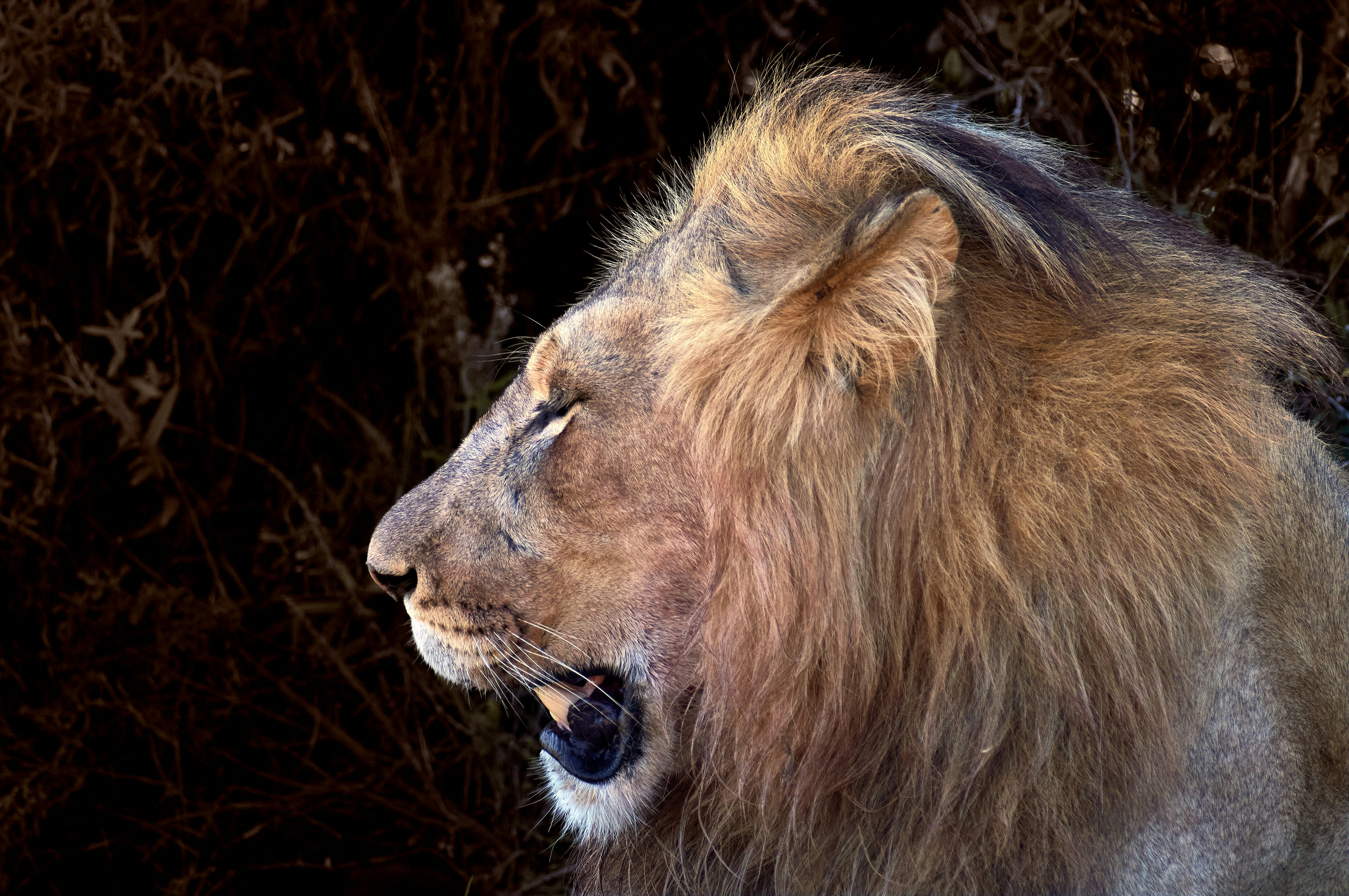 Photo by wolfgang_hasselmann