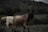 Several goats with long, thick fur roam a grassy and bushy landscape under an overcast sky. The scene has a natural setting with distant mountains and lush greenery.