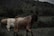 Several goats with long, thick fur roam a grassy and bushy landscape under an overcast sky. The scene has a natural setting with distant mountains and lush greenery.