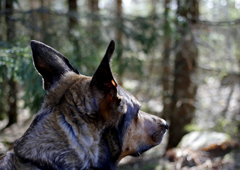 black and tan german shepherd