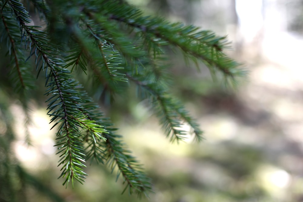 green pine tree leaves in tilt shift lens