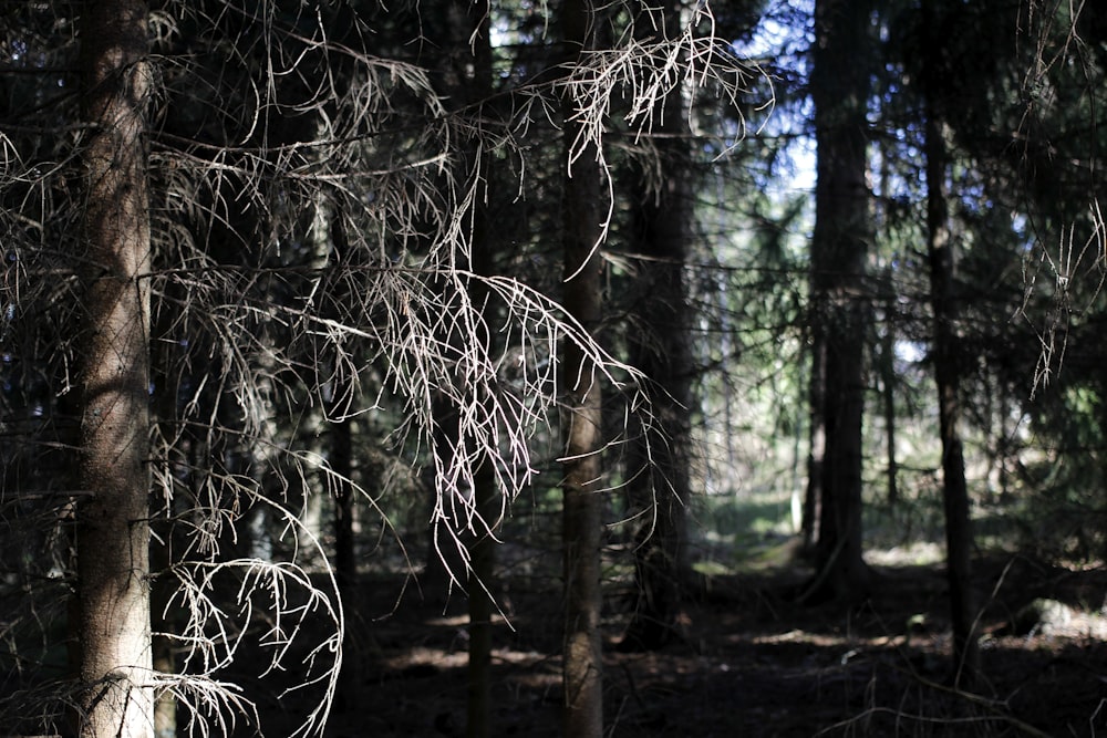 black and white tree branches