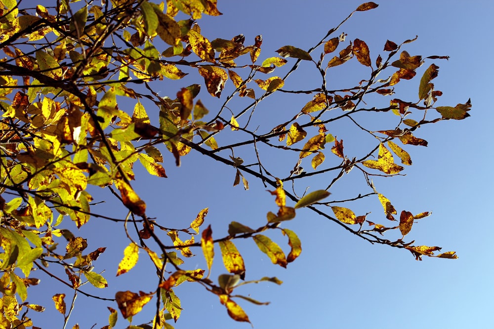 yellow leaves on tree branch during daytime