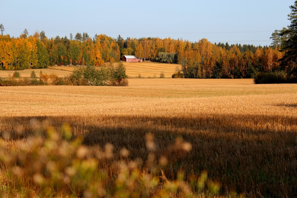 brown field with green trees under blue sky during daytime