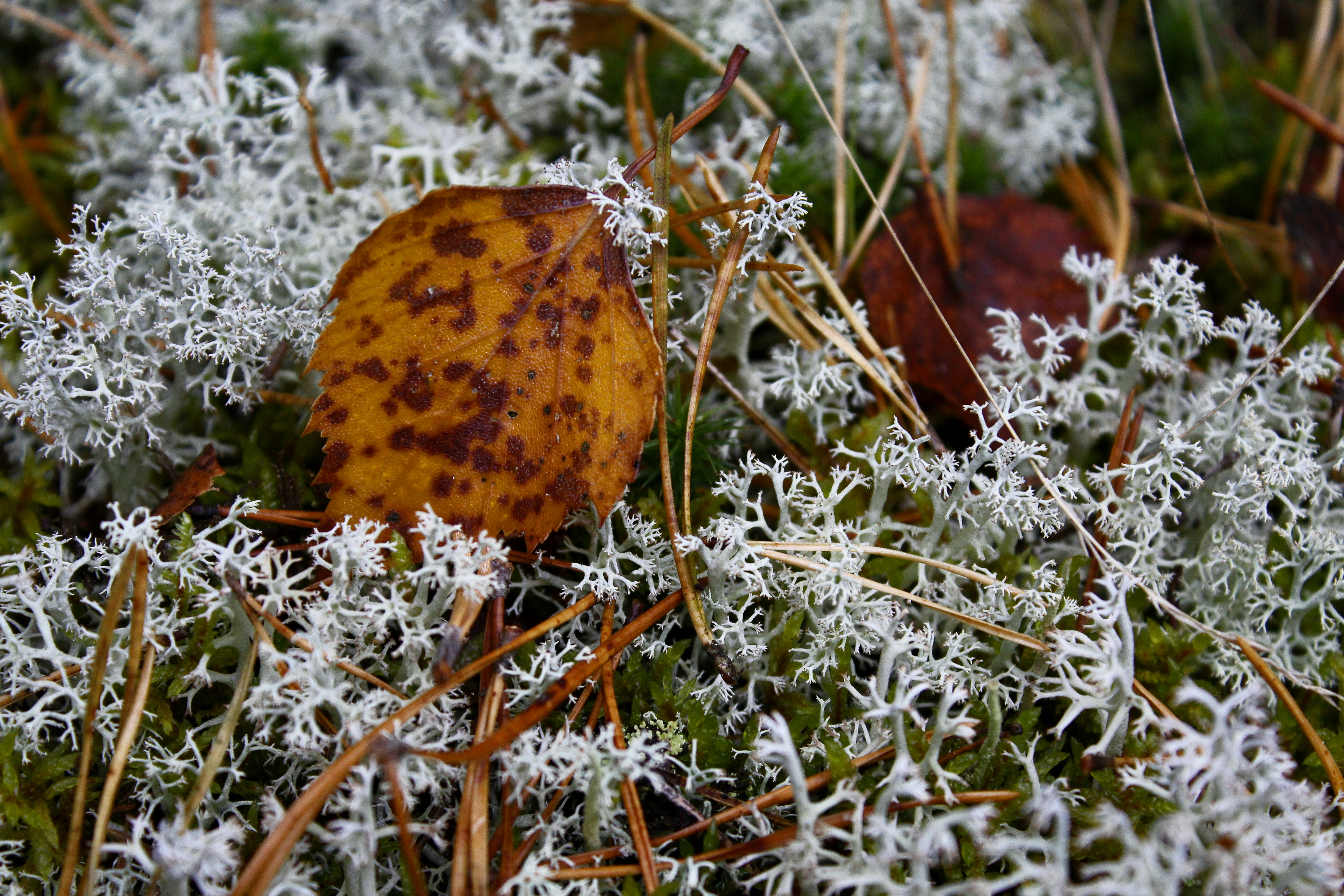 Forest ground close up with lichen, pine needles and a rusty birch leaf.