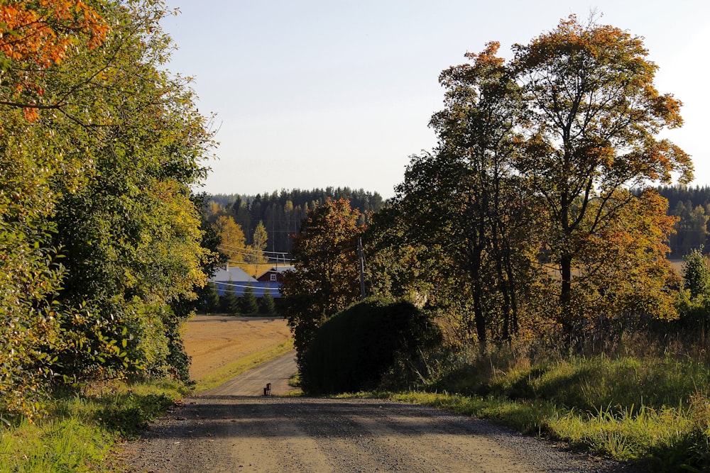 green trees near road during daytime