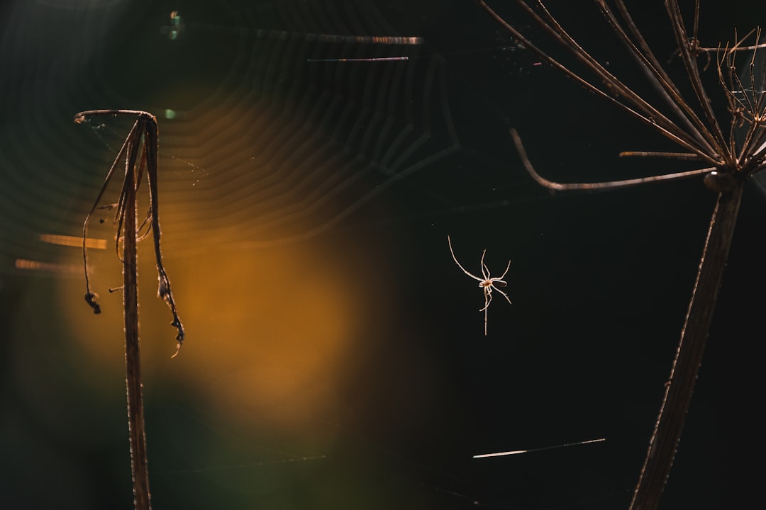 spider web in close up photography