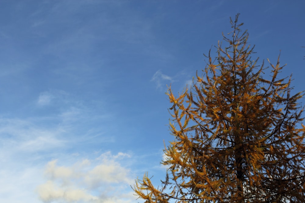 brown tree under blue sky during daytime