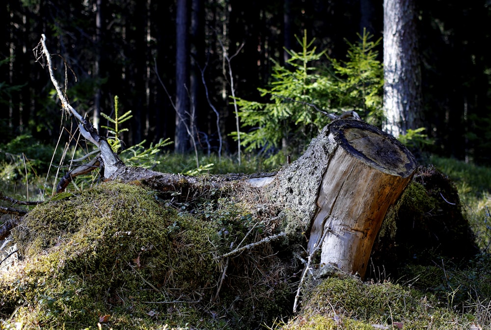 brown tree log on green grass