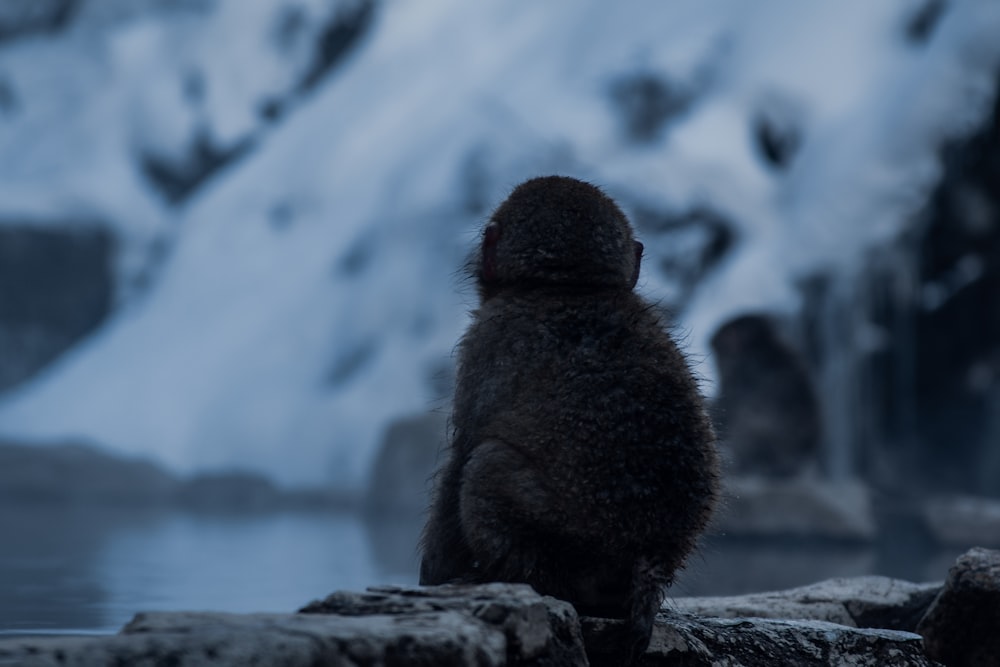 brown monkey sitting on rock