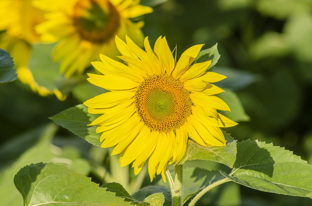 yellow sunflower in close up photography