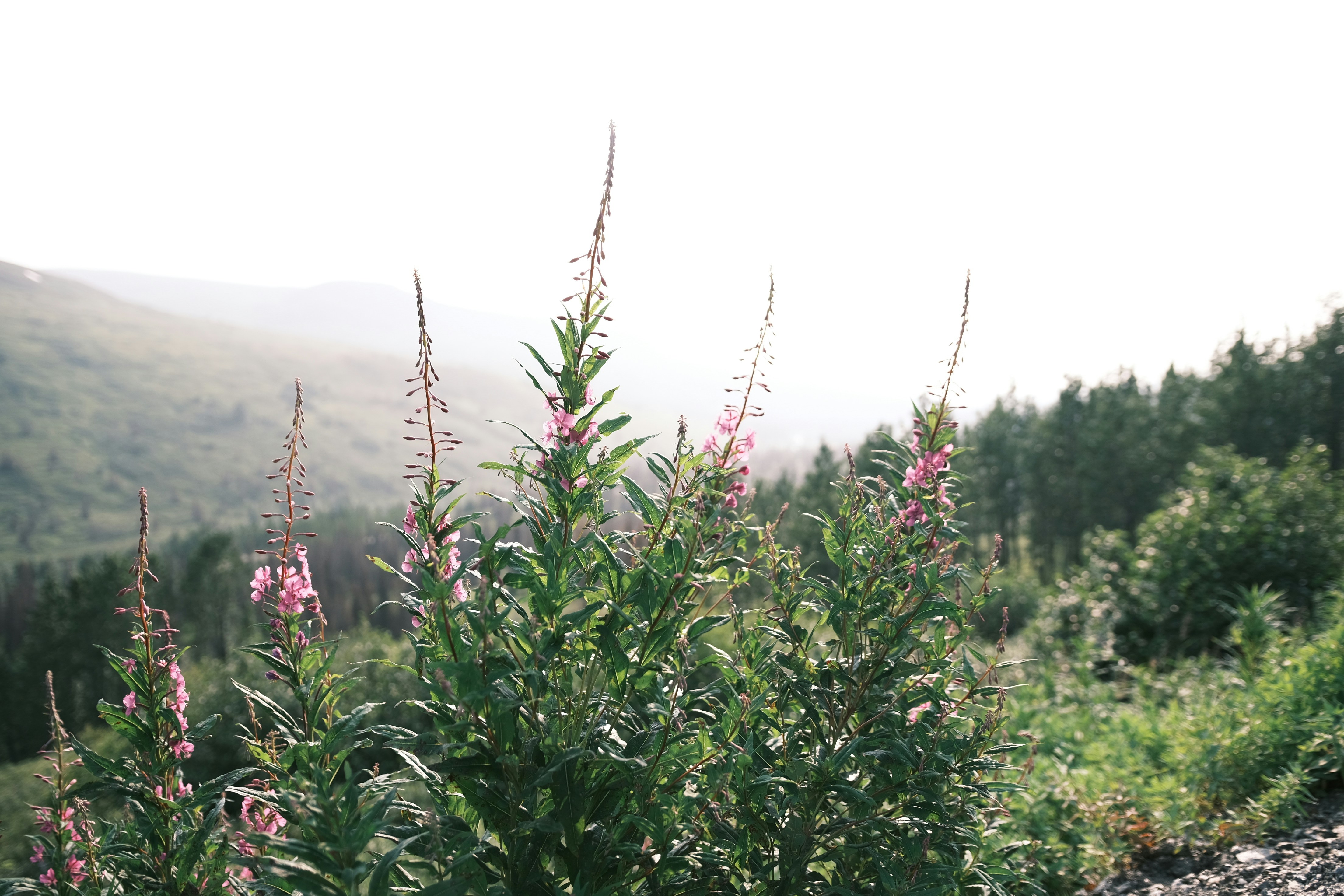 Photo by jaron_mobley