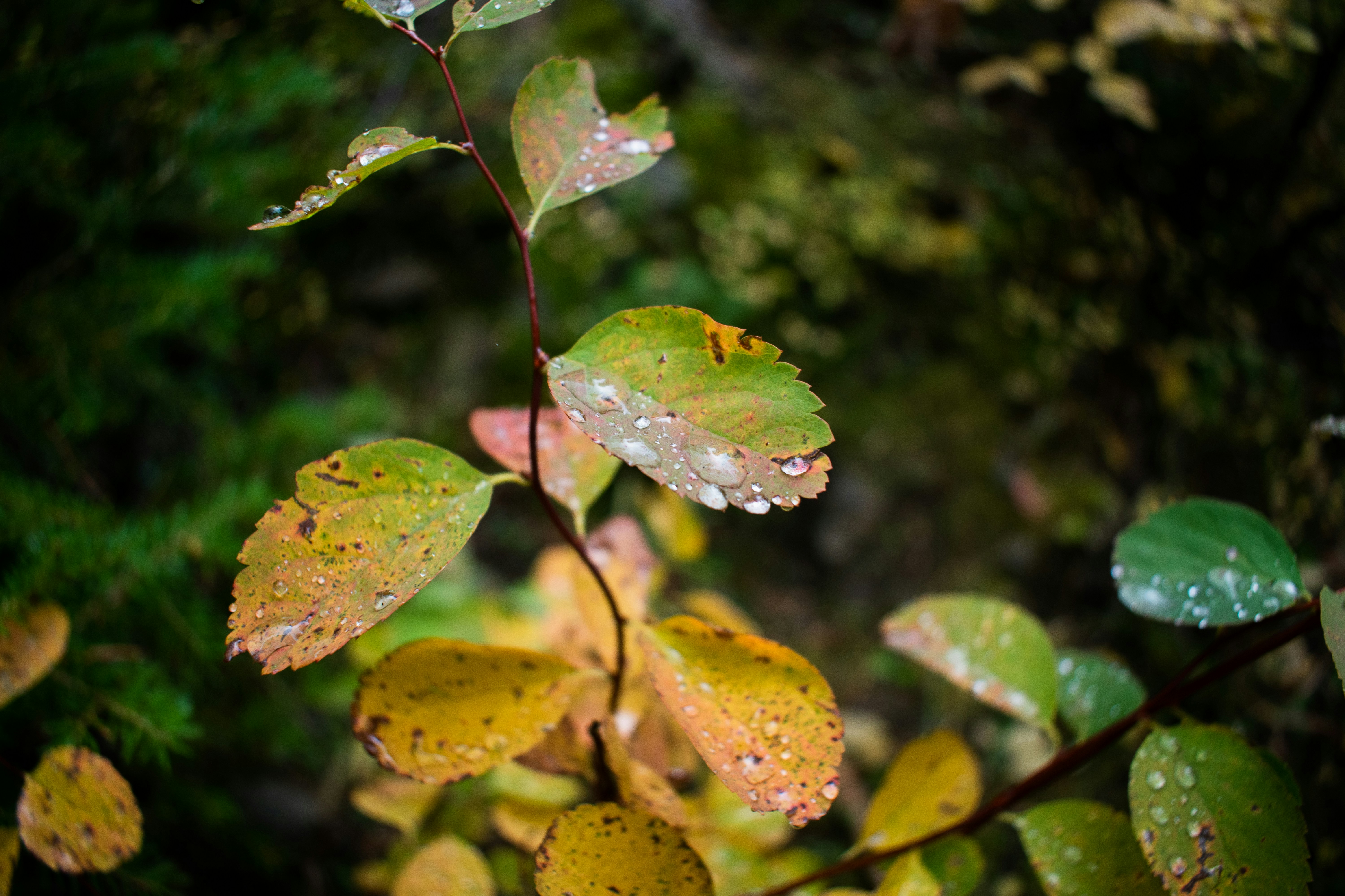 Photo by kylerarmstrong