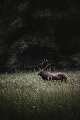 brown deer on green grass field during daytime