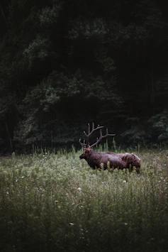brown deer on green grass field during daytime
