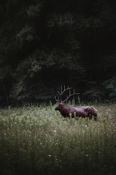 brown deer on green grass field during daytime
