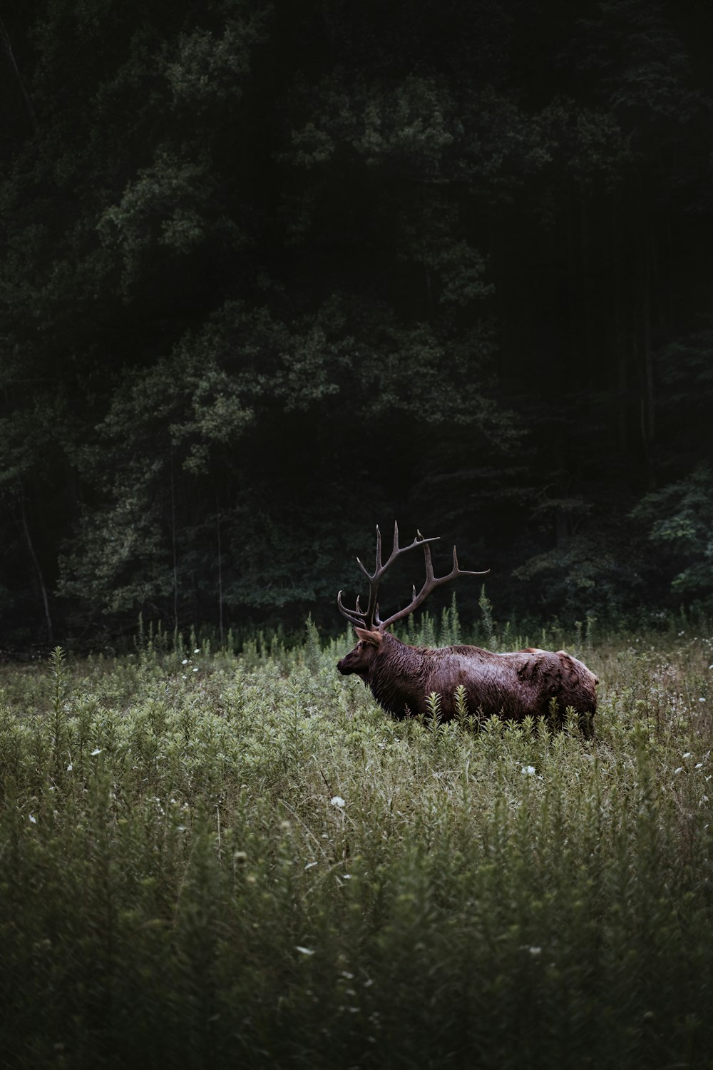 brown deer on green grass field during daytime