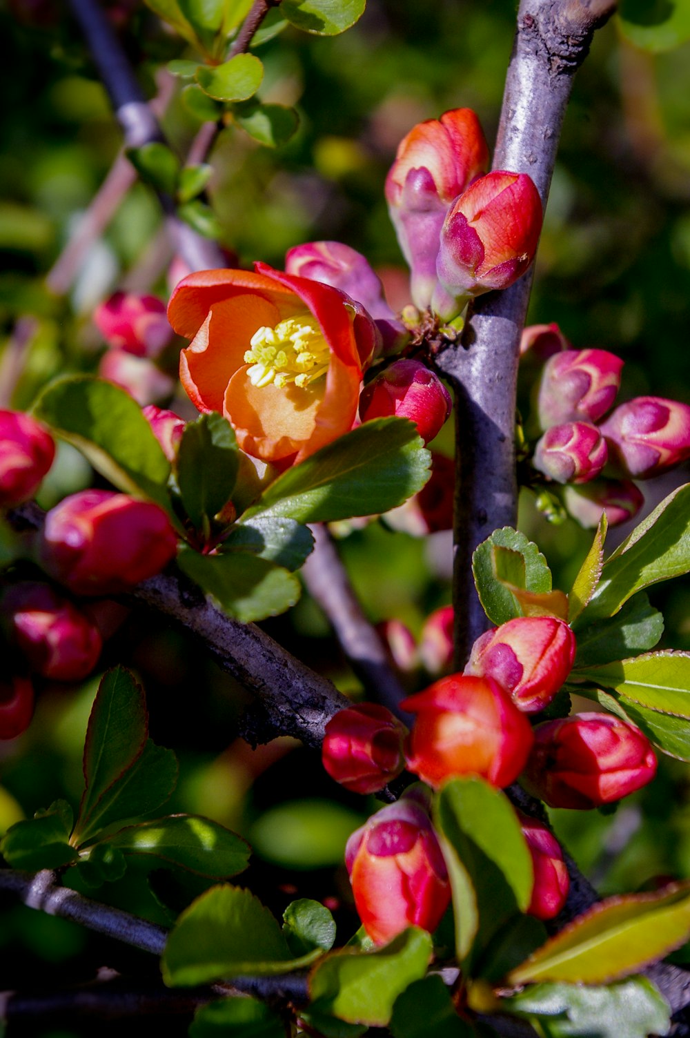 red and yellow flowers in tilt shift lens