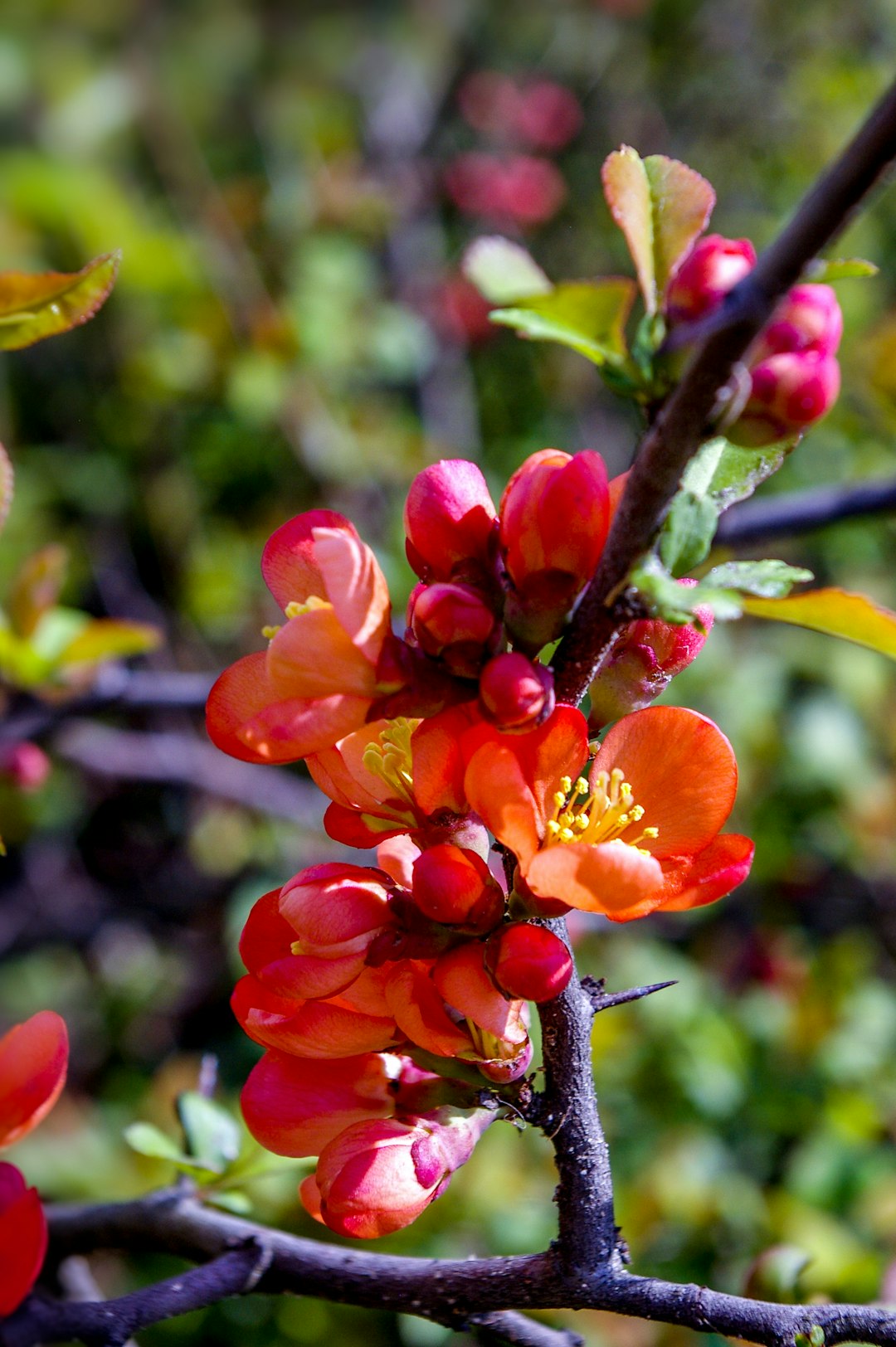 red and yellow flower in tilt shift lens