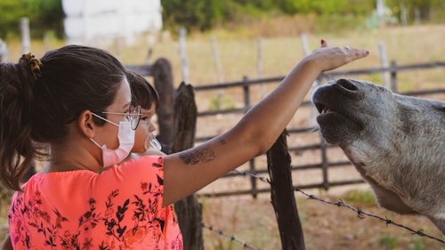 A person wearing glasses and a face mask, accompanied by a young child, is interacting with a friendly animal, possibly a horse or donkey, by reaching out over a barbed wire fence in a rural setting. The background consists of wooden fencing and greenery, creating an open and natural environment.