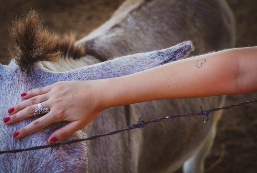 person in gray shirt holding gray horse during daytime