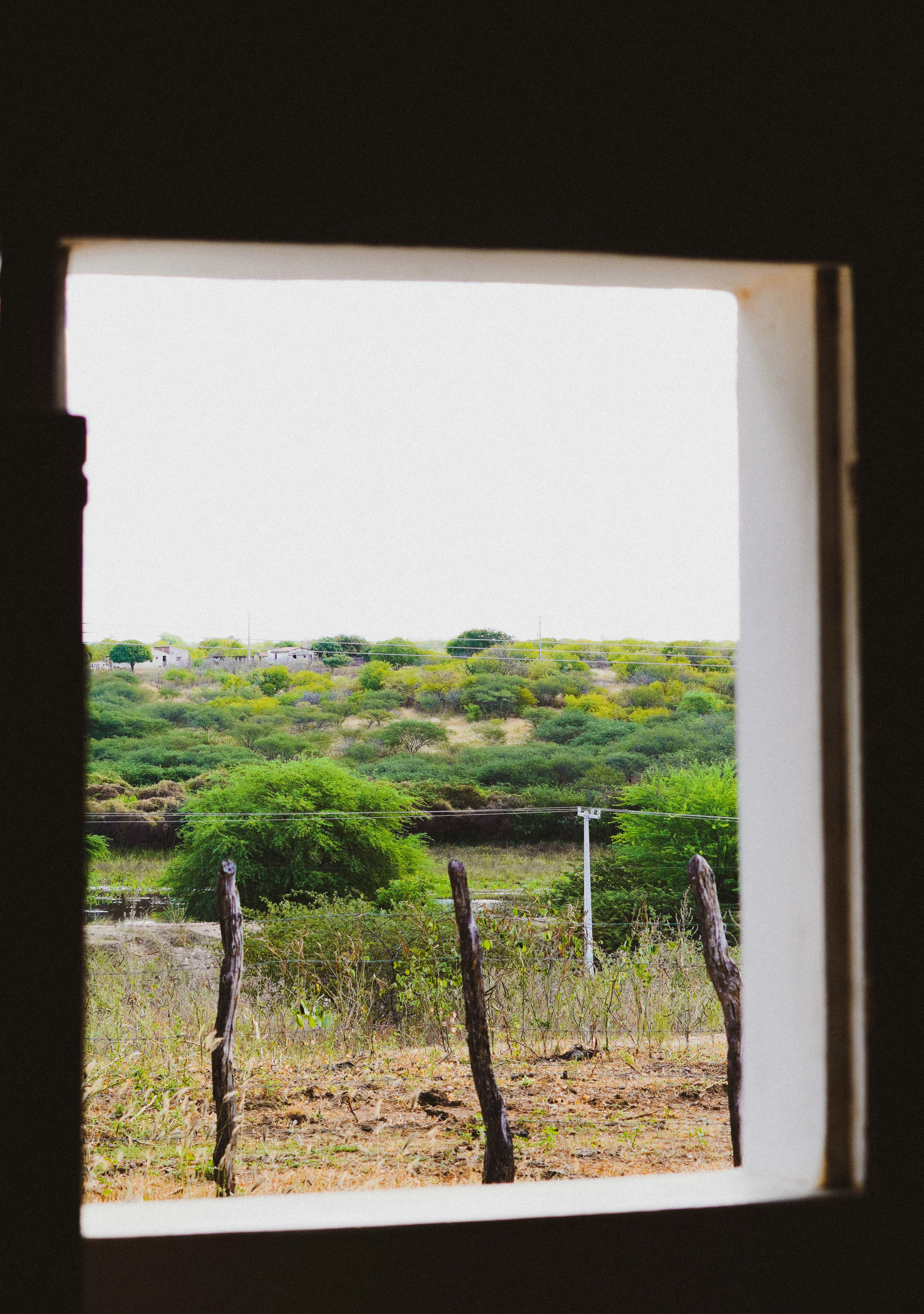 green trees and green grass field during daytime